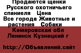 Продаются щенки Русского охотничьего спаниеля › Цена ­ 25 000 - Все города Животные и растения » Собаки   . Кемеровская обл.,Ленинск-Кузнецкий г.